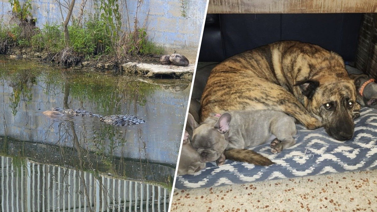 South Miami Police warn residents after dog killed in reported crocodile attack – NBC 6 South Florida