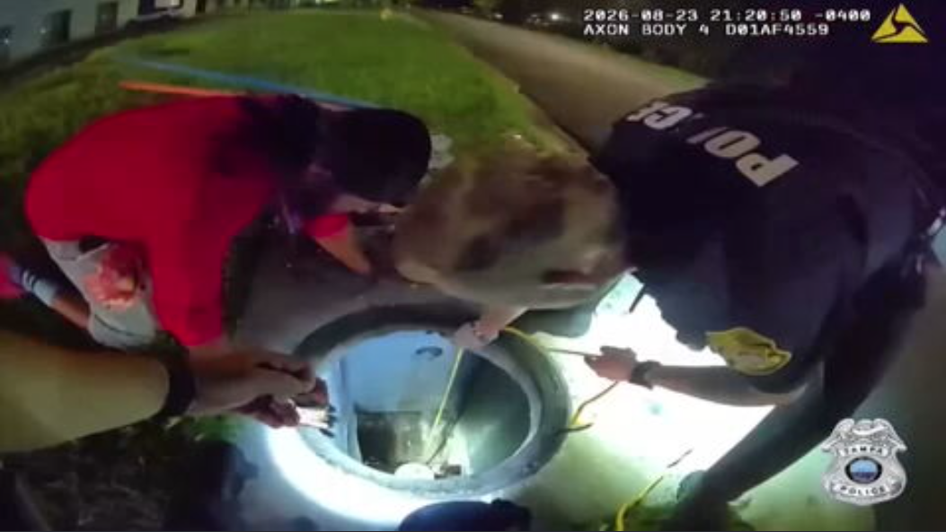Tampa Police officer find creative way to rescue small dog stuck in drain - WSVN 7News | Miami News, Weather, Sports