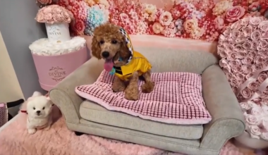 These pampered pups are strutting their paws at Kiki on the River to support a local dog rescue - WSVN 7News | Miami News, Weather, Sports