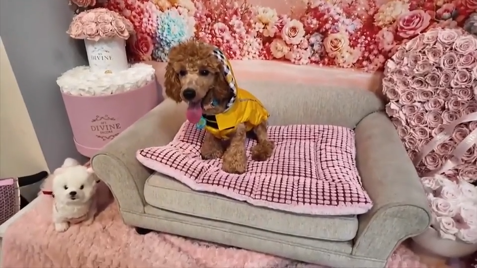These pampered pups are strutting their paws at Kiki on the River to support a local dog rescue - WSVN 7News | Miami News, Weather, Sports