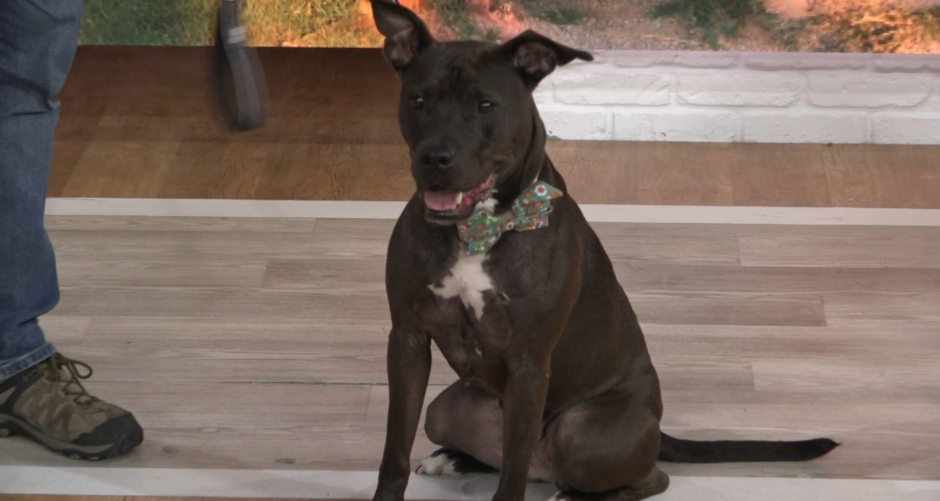 Meet Scuttle from the Jacksonville Humane Society! | Pet Tails