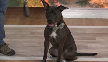 Meet Scuttle from the Jacksonville Humane Society! | Pet Tails
