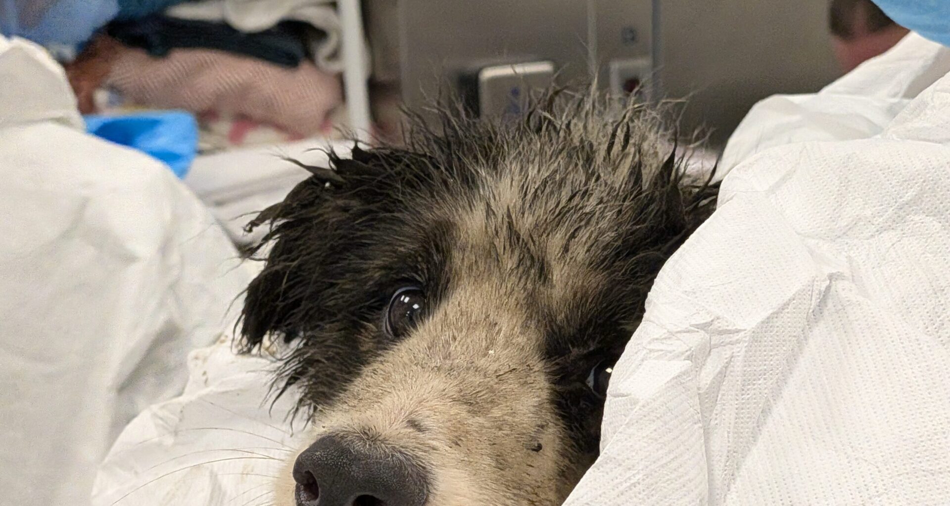 Collies in crisis - Florida Weekly