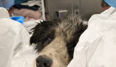 Collies in crisis - Florida Weekly