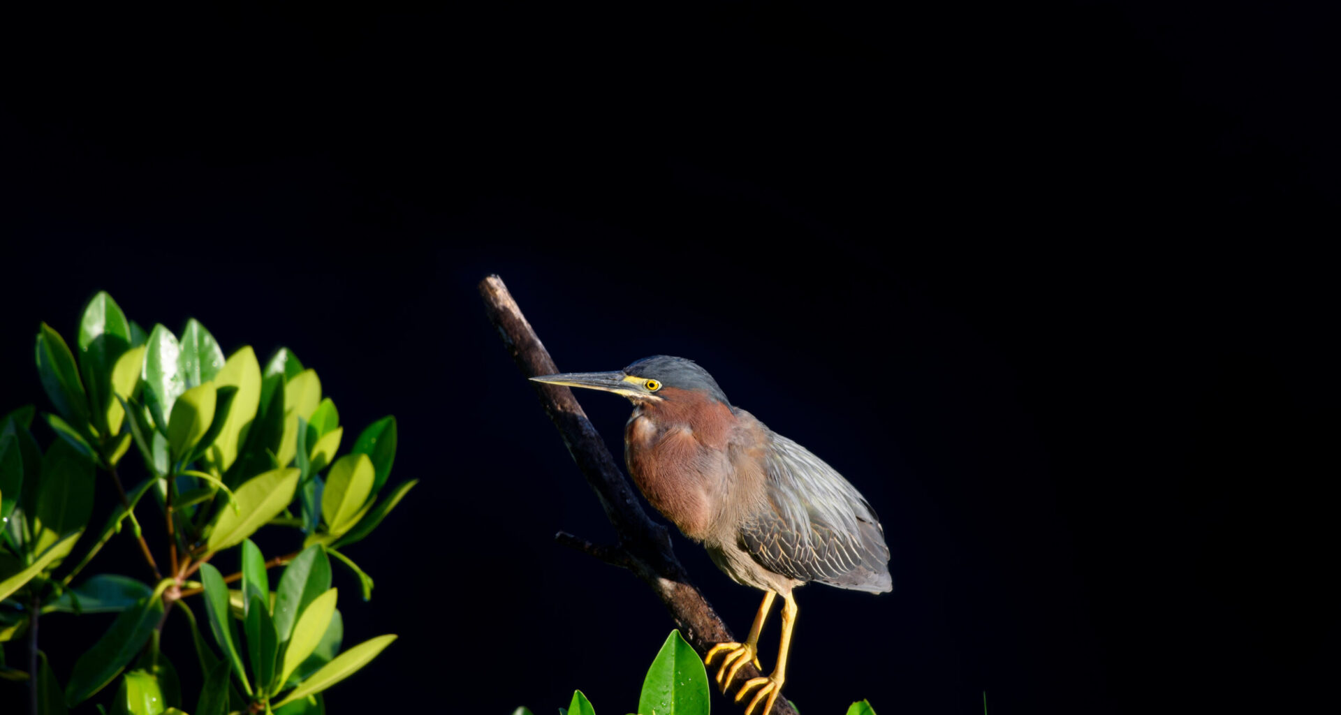 Mangrove Matters - Florida Weekly