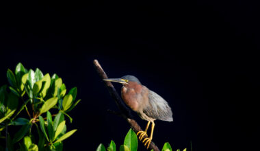 Mangrove Matters - Florida Weekly