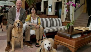 Canine hospitality grows at Miami five-star hotels