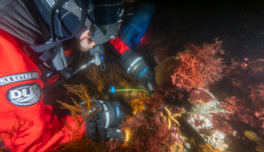 This is an image of a diver collecting sea squirts in the waters of Antarctica.