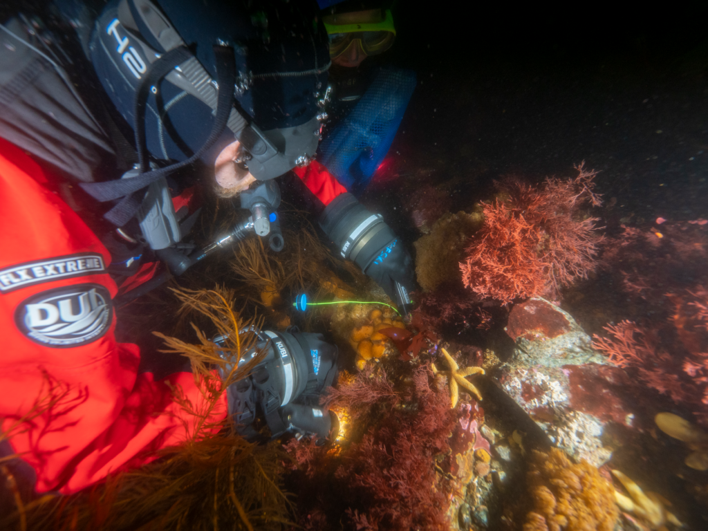 This is an image of a diver collecting sea squirts in the waters of Antarctica.