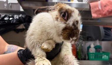 More than 20 rabbits are recovering at the Humane Society of Tampa Bay after two dozen were found abandoned at a nature preserve in Plant City. According to the Humane Society of Tampa Bay, county employees discovered the rabbits at McIntosh Preserve on Knights Griffin Road. The rabbits were taken to the Humane Society of Tampa Bay on Wednesday. (Humane Society of Tampa Bay)