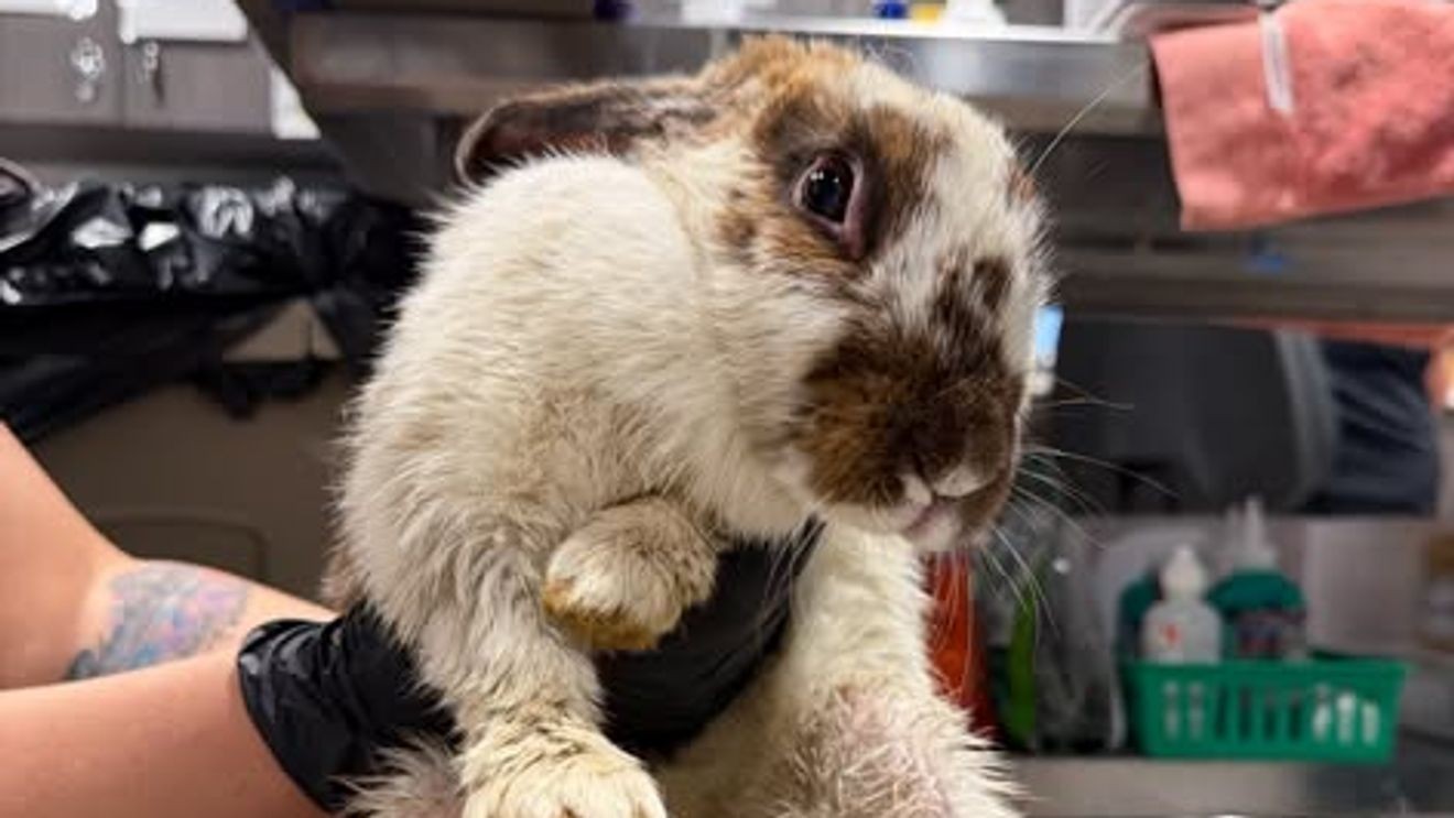 More than 20 rabbits are recovering at the Humane Society of Tampa Bay after two dozen were found abandoned at a nature preserve in Plant City. According to the Humane Society of Tampa Bay, county employees discovered the rabbits at McIntosh Preserve on Knights Griffin Road. The rabbits were taken to the Humane Society of Tampa Bay on Wednesday. (Humane Society of Tampa Bay)