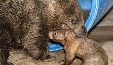Zoo Miami welcomes rare southern hairy-nosed wombat joey