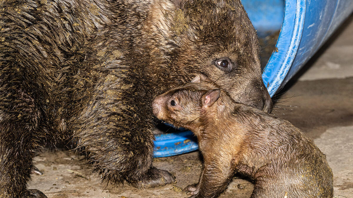 Zoo Miami celebrated a historic first: a southern hairy-nosed wombat joey born Jan. 19, the only successful birth of the species in the zoo’s history. Zoo Miami celebrated a historic first: a southern hairy-nosed wombat joey born Jan. 19, the only successful birth of the species in the zoo’s history.