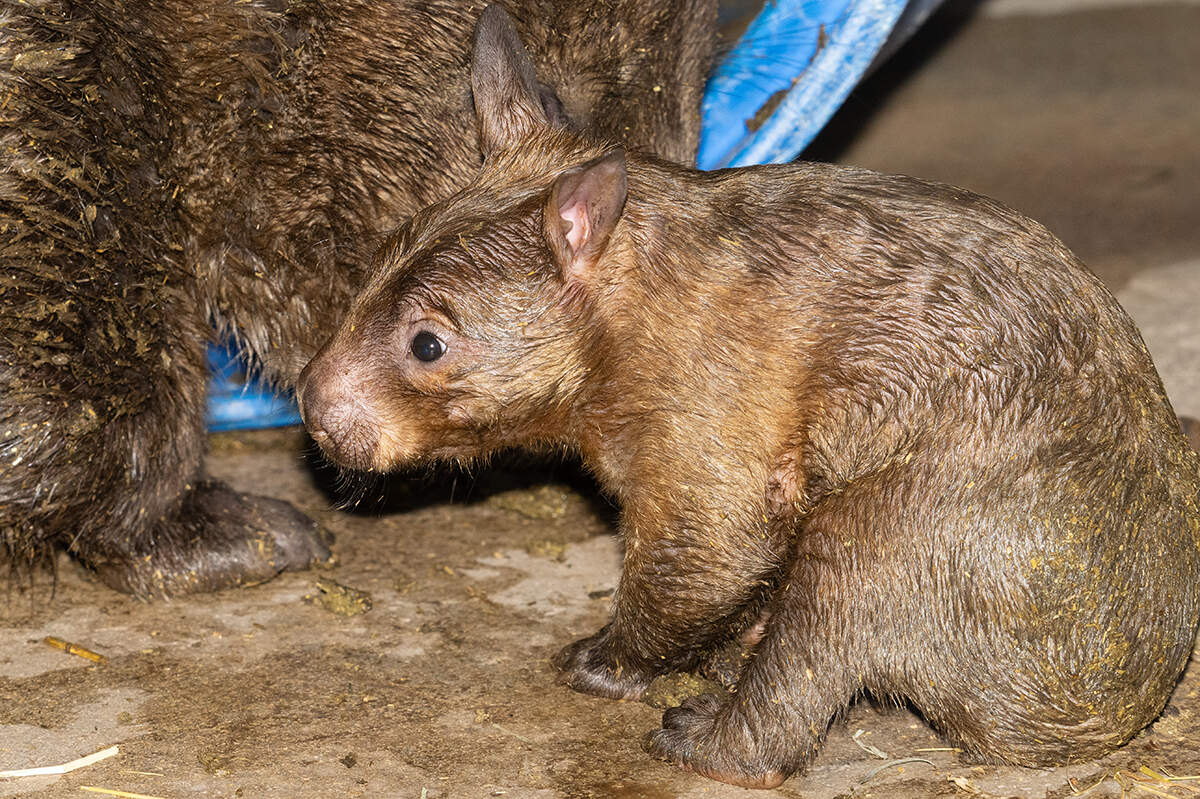 Zoo Miami celebrated a historic first: a southern hairy-nosed wombat joey born Jan. 19, the only successful birth of the species in the zoo’s history.