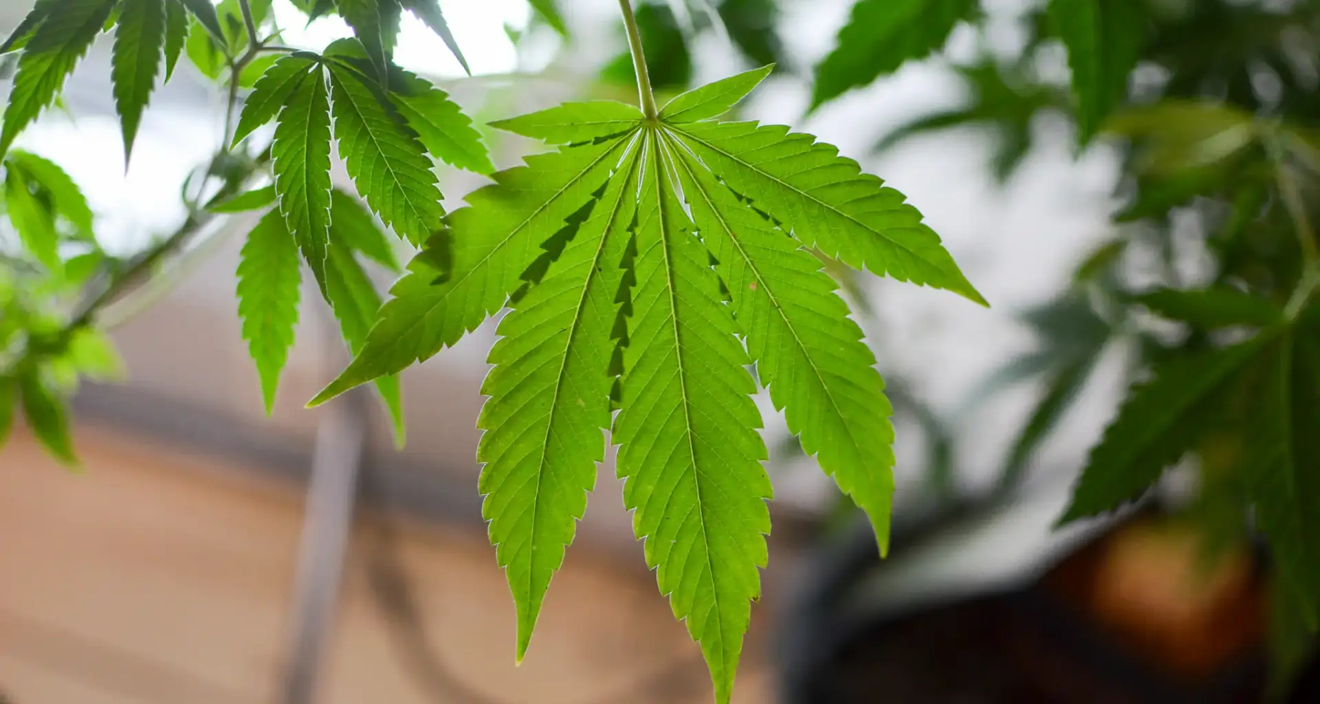 Florida Dems Pounce On Grand Jury Finding That DeSantis Admin 'Misappropriated' Medicaid Funds To Fight Marijuana Legalization