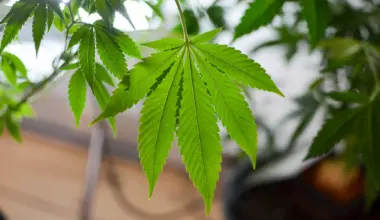 Florida Dems Pounce On Grand Jury Finding That DeSantis Admin 'Misappropriated' Medicaid Funds To Fight Marijuana Legalization
