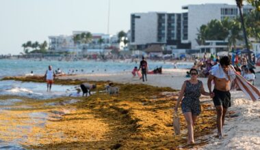 Seaweed smothers beaches from the Caribbean to Mexico