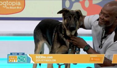 Sage seeking Furever Home