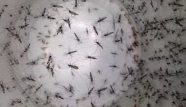 Dengue fever Hillsborough County: Two local cases prompt mosquito treatments