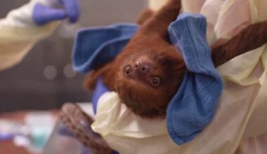 Orange County weighs restrictions on exotic wildlife entertainment after Sloth World controversy
