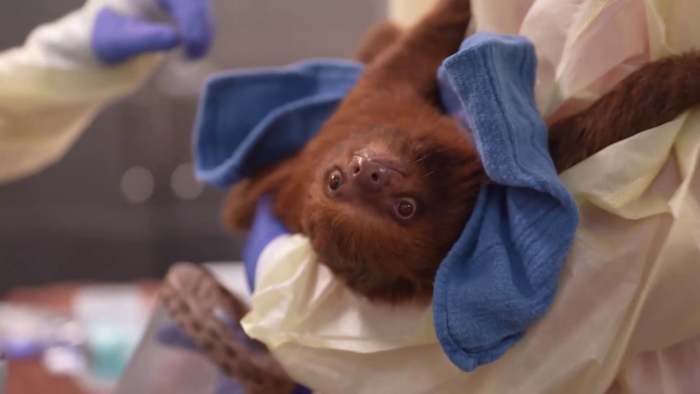 Orange County weighs restrictions on exotic wildlife entertainment after Sloth World controversy