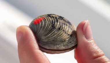 FGCU researchers using 1,500 clams and pink nail polish to help restore coastal ecosystems
