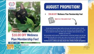 Forever Vets is building something different — and Florida pet owners are taking notice