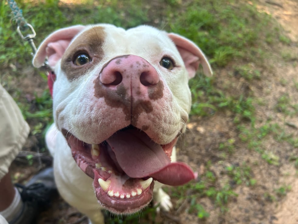 Kane is a big boy looking for a family with a big couch!