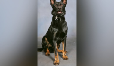 K-9’s leg amputated after being shot by suspect wanted for child sex crimes, sheriff says