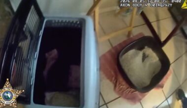 Florida man allegedly abused kittens in front of daughter to punish her