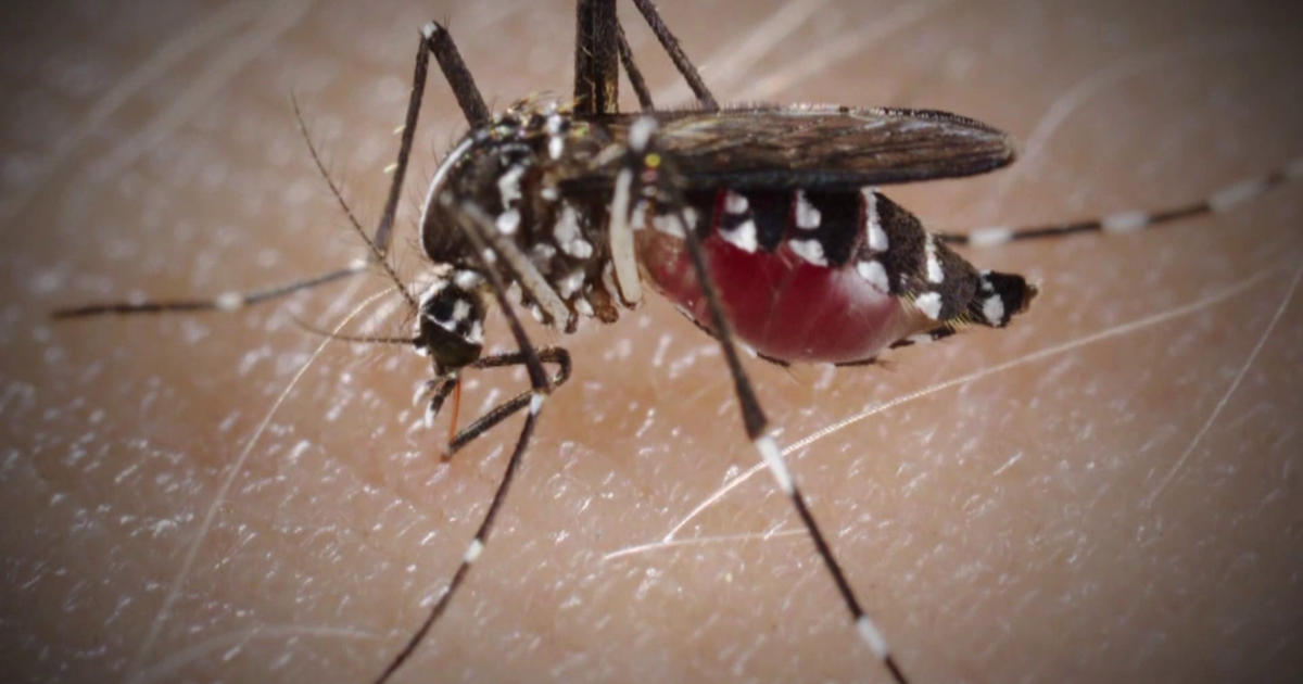 Lee County on alert as dengue season ramps up in Florida | Lee County