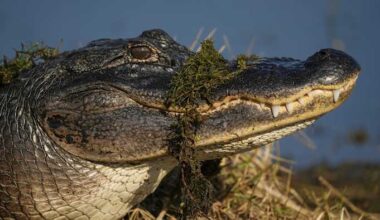 Here’s how many times alligators have attacked people in Florida