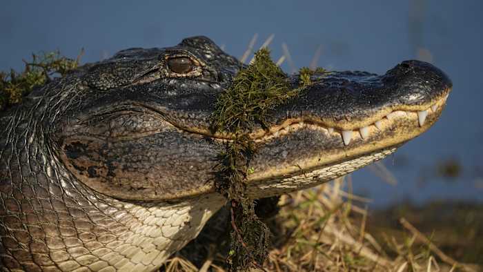 Here’s how many times alligators have attacked people in Florida