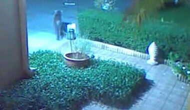 Coyote spotted near Orange County homes puts pet owners on alert