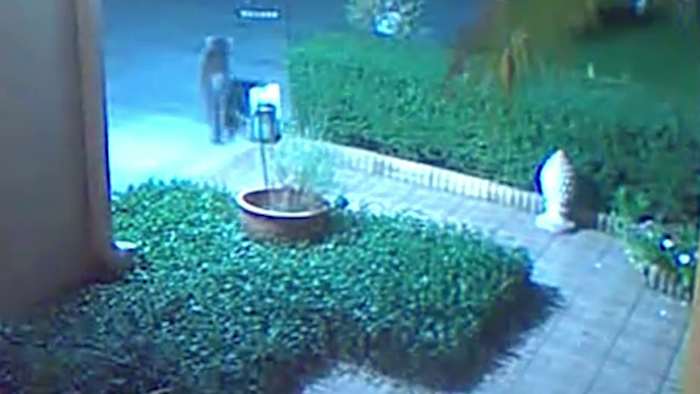 Coyote spotted near Orange County homes puts pet owners on alert