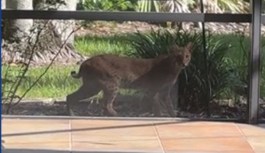 Bobcat seen weekly in Florida neighborhood