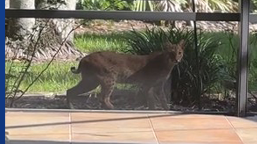 Bobcat seen weekly in Florida neighborhood