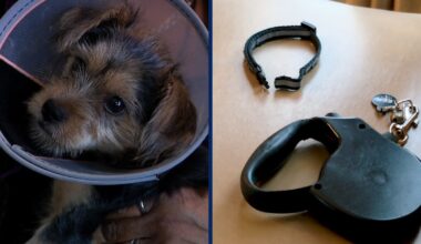 Loose dog attacks 3-month-old Yorkie pup in Orlando neighborhood: 'It started charging us'
