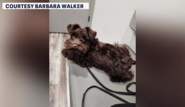 Wildlife rescue warns against using rat poison after East Lake dogs ingest rodenticide