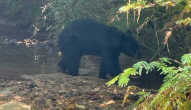 Black bear spotted near Jacksonville State University prompts police warning