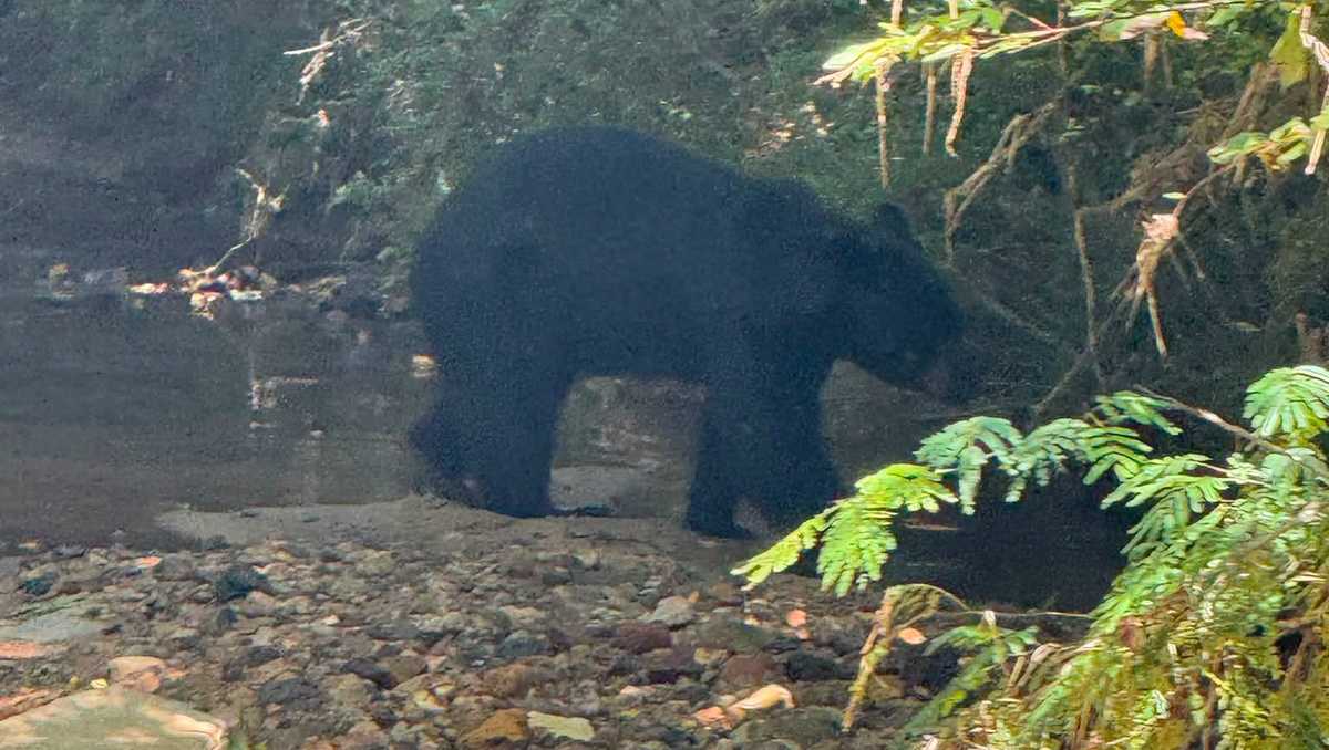 Black bear spotted near Jacksonville State University prompts police warning