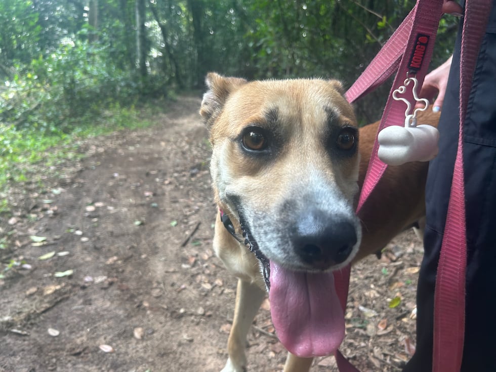 Tricy's big brown eyes will melt your heart!