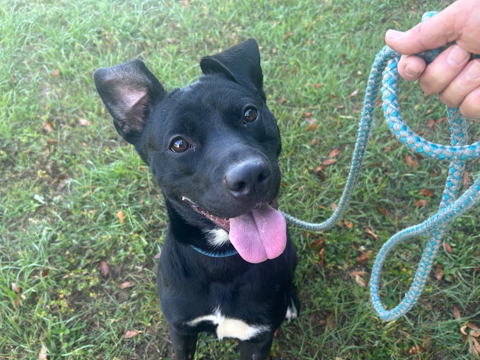 Kairo has fantastic ears! They perk up especially when treats are on the line!