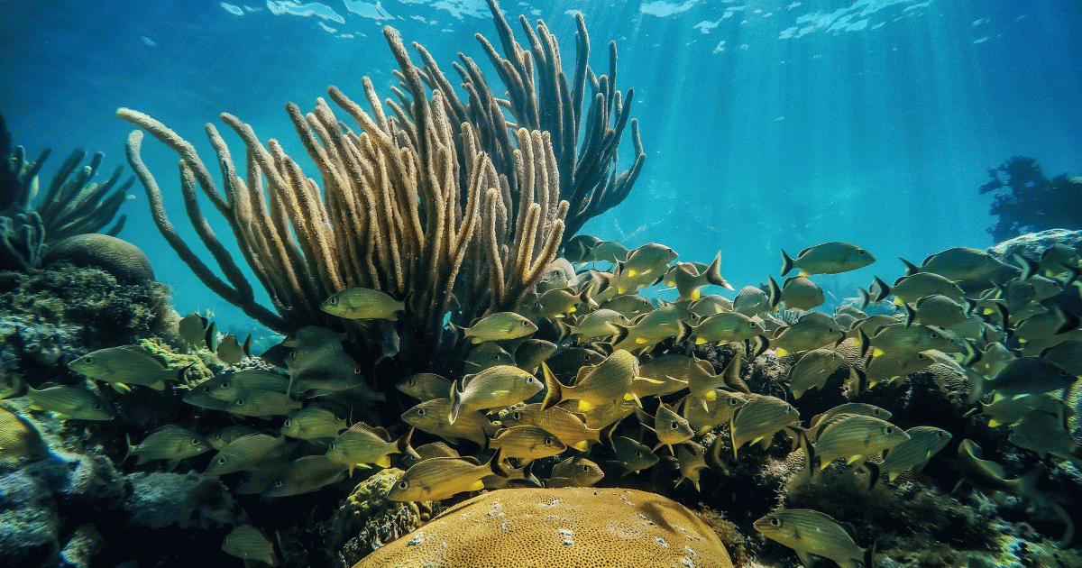 Florida’s Ambitious “Coastal Corridor” project Is Giving Marine Scientists Hope – Mother Jones