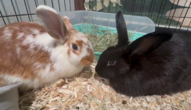 Humane Society of Tampa Bay treats dozens of abandoned rabbits