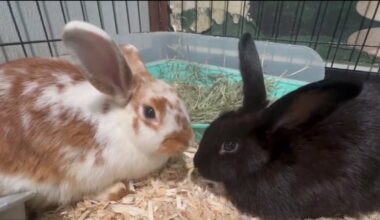Abandoned bunnies rescued in Hillsborough County
