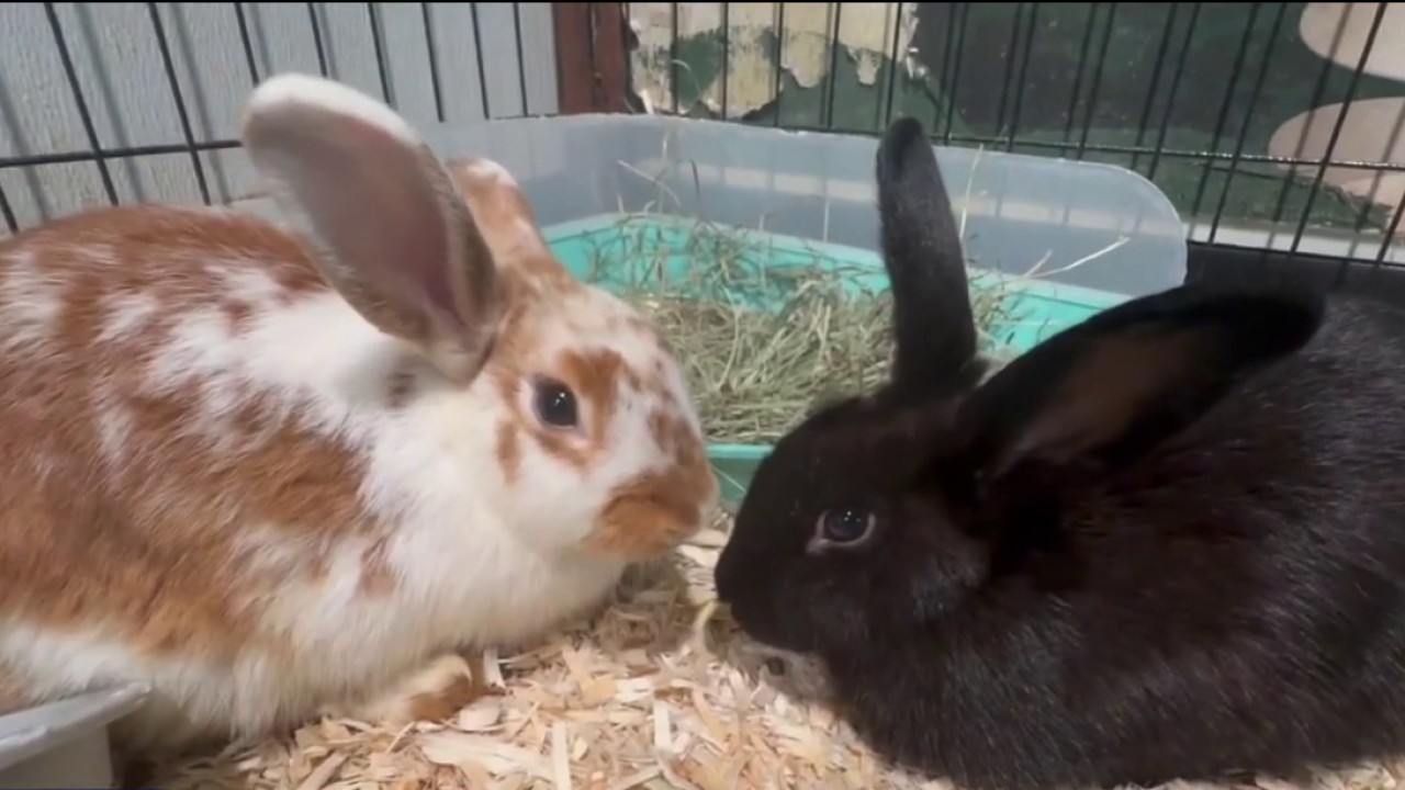 Abandoned bunnies rescued in Hillsborough County