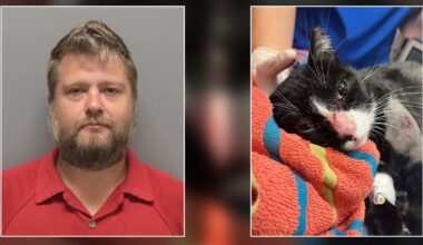 Florida man arrested after shooting cat with BB gun: LCSO