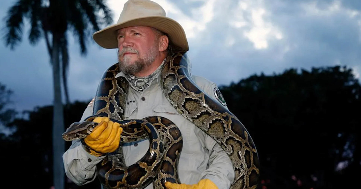 Hunter Sets Florida Python Challenge Record with 96 Snakes