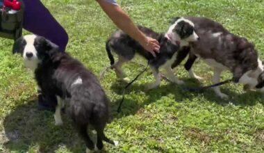 Border Collies saved from hoarding will soon be available for adoption